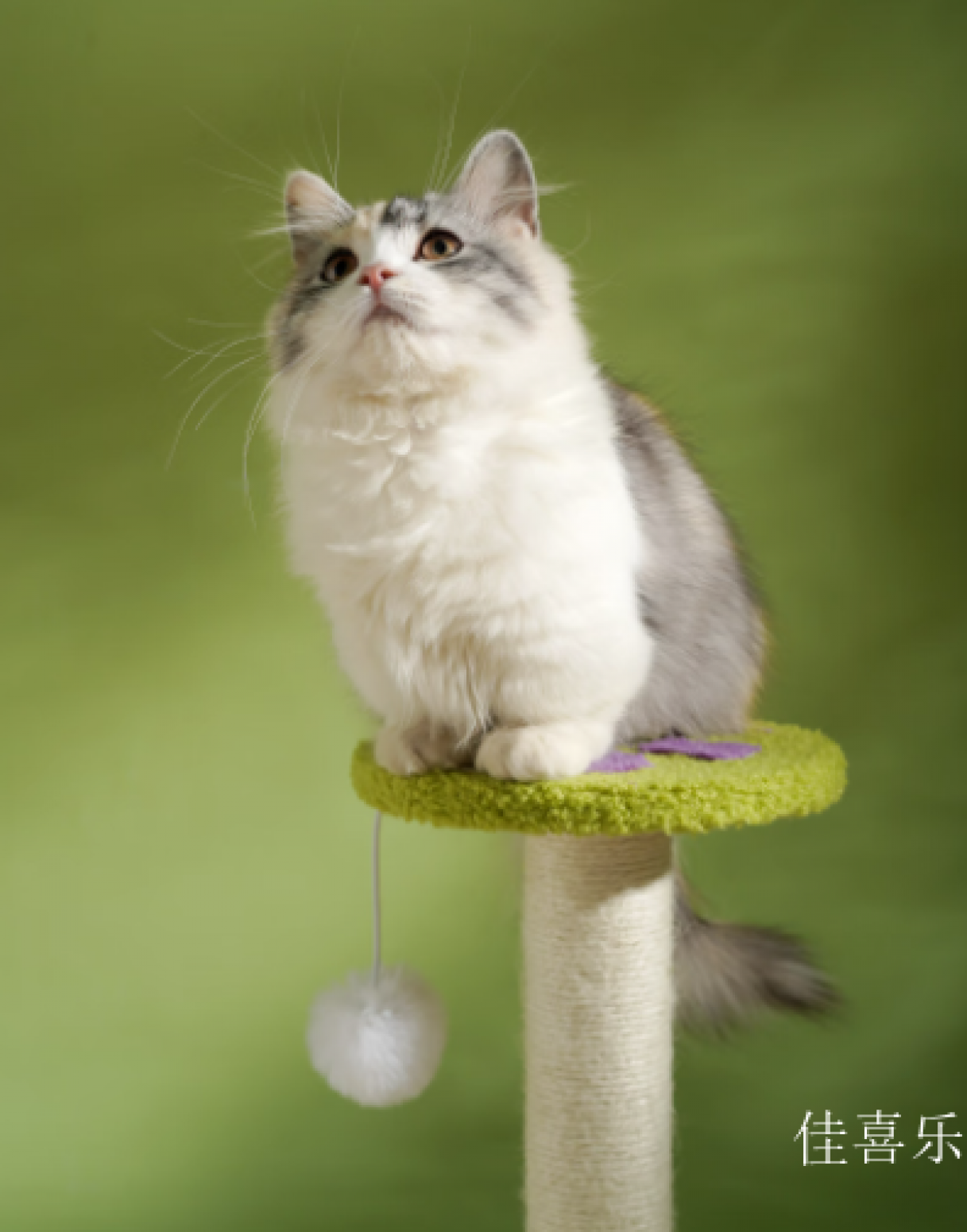 佳喜乐宠物家具产品《多层跳台花瓣猫爬架》【图2】